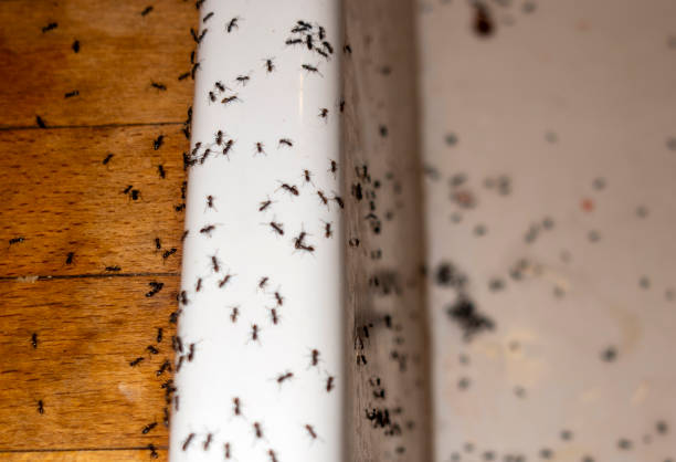 Best Affordable Pest Control Services  in Apple Mountain Lake, VA