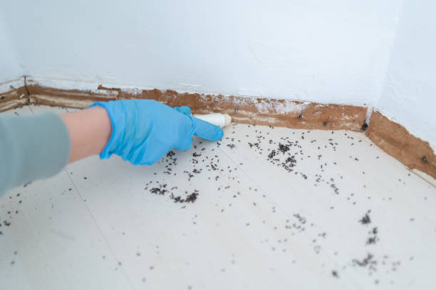 Best Pest Inspection Near Me  in Apple Mountain Lake, VA